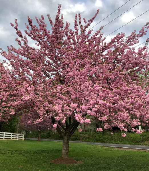 Prunus serrulata 'Kanzan'